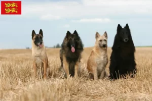 Mehr über den Artikel erfahren Belgischer Schäferhund Züchter und Welpen in der Normandie