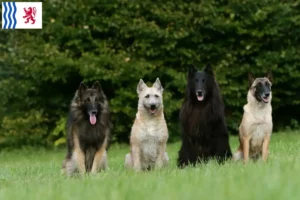 Mehr über den Artikel erfahren Belgischer Schäferhund Züchter und Welpen in Nouvelle-Aquitaine