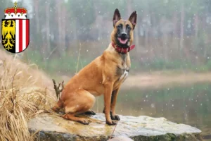 Mehr über den Artikel erfahren Belgischer Schäferhund Züchter und Welpen in Oberösterreich