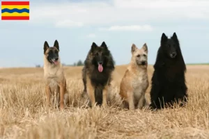 Mehr über den Artikel erfahren Belgischer Schäferhund Züchter und Welpen in Overijssel