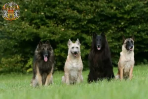 Mehr über den Artikel erfahren Belgischer Schäferhund Züchter und Welpen in Prag