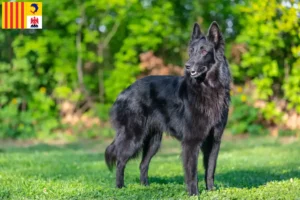 Mehr über den Artikel erfahren Belgischer Schäferhund Züchter und Welpen in der Provence-Alpes-Côte d’Azur