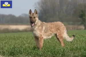 Mehr über den Artikel erfahren Belgischer Schäferhund Züchter und Welpen in Region Brüssel-Hauptstadt