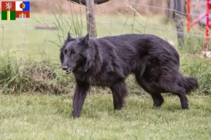 Mehr über den Artikel erfahren Belgischer Schäferhund Züchter und Welpen in Südböhmen