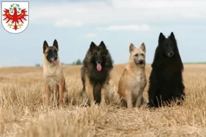 Mehr über den Artikel erfahren Belgischer Schäferhund Züchter und Welpen in Tirol