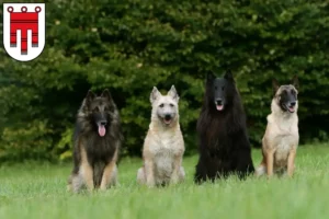 Mehr über den Artikel erfahren Belgischer Schäferhund Züchter und Welpen in Vorarlberg