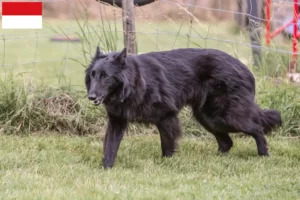 Mehr über den Artikel erfahren Belgischer Schäferhund Züchter und Welpen in Wien