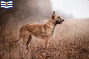 Mehr über den Artikel erfahren Belgischer Schäferhund Züchter und Welpen in Zeeland