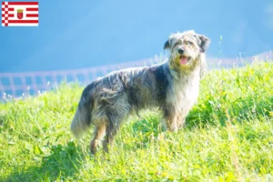 Mehr über den Artikel erfahren Bergamasker Hirtenhund Züchter und Welpen in Bremen