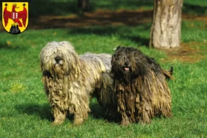 Mehr über den Artikel erfahren Bergamasker Hirtenhund Züchter und Welpen im Burgenland