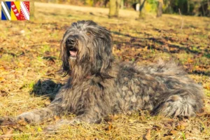 Mehr über den Artikel erfahren Bergamasker Hirtenhund Züchter und Welpen in Grand Est