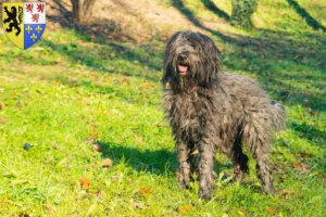 Mehr über den Artikel erfahren Bergamasker Hirtenhund Züchter und Welpen in Hauts-de-France