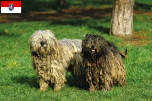 Mehr über den Artikel erfahren Bergamasker Hirtenhund Züchter und Welpen in Hessen
