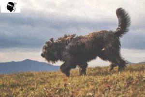 Mehr über den Artikel erfahren Bergamasker Hirtenhund Züchter und Welpen auf Korsika