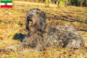Mehr über den Artikel erfahren Bergamasker Hirtenhund Züchter und Welpen in Nordrhein-Westfalen