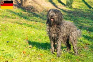 Mehr über den Artikel erfahren Bergamasker Hirtenhund Züchter und Welpen in Rheinland-Pfalz