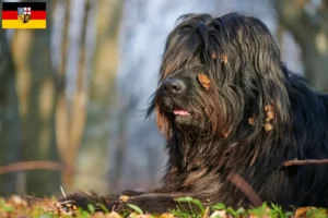 Mehr über den Artikel erfahren Bergamasker Hirtenhund Züchter und Welpen im Saarland