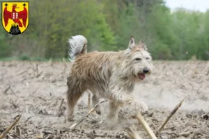 Mehr über den Artikel erfahren Berger de Picardie Züchter und Welpen im Burgenland