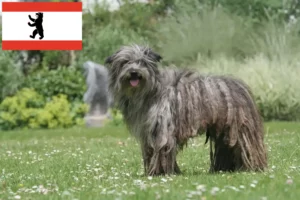 Mehr über den Artikel erfahren Berger des Pyrenees Züchter und Welpen in Berlin