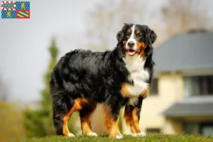 Mehr über den Artikel erfahren Berner Sennenhund Züchter und Welpen in Bourgogne-Franche-Comté