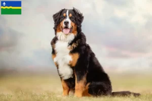 Mehr über den Artikel erfahren Berner Sennenhund Züchter und Welpen in Flevoland