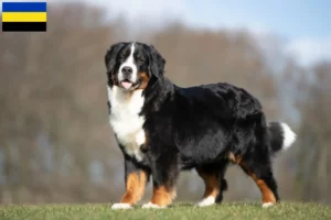 Mehr über den Artikel erfahren Berner Sennenhund Züchter und Welpen in Gelderland