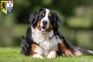 Mehr über den Artikel erfahren Berner Sennenhund Züchter und Welpen in Hauts-de-France