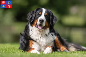 Mehr über den Artikel erfahren Berner Sennenhund Züchter und Welpen in Hradec Králové