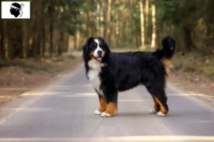 Mehr über den Artikel erfahren Berner Sennenhund Züchter und Welpen auf Korsika