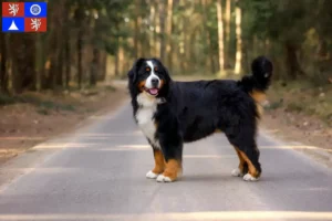 Mehr über den Artikel erfahren Berner Sennenhund Züchter und Welpen in Liberec