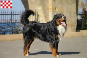 Mehr über den Artikel erfahren Berner Sennenhund Züchter und Welpen in Nordbrabant