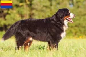 Mehr über den Artikel erfahren Berner Sennenhund Züchter und Welpen in Nordholland