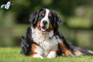 Mehr über den Artikel erfahren Berner Sennenhund Züchter und Welpen in Nordjylland