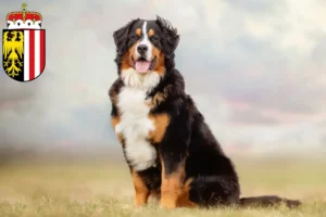 Mehr über den Artikel erfahren Berner Sennenhund Züchter und Welpen in Oberösterreich