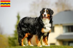 Mehr über den Artikel erfahren Berner Sennenhund Züchter und Welpen in Overijssel