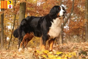 Mehr über den Artikel erfahren Berner Sennenhund Züchter und Welpen in der Provence-Alpes-Côte d’Azur