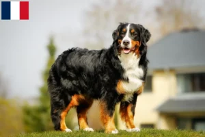 Mehr über den Artikel erfahren Berner Sennenhund Züchter und Welpen auf Réunion