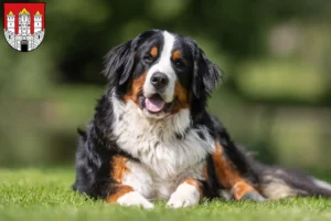 Mehr über den Artikel erfahren Berner Sennenhund Züchter und Welpen in Salzburg