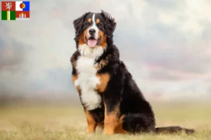 Mehr über den Artikel erfahren Berner Sennenhund Züchter und Welpen in Südböhmen