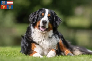 Mehr über den Artikel erfahren Berner Sennenhund Züchter und Welpen in Südmähren