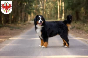 Mehr über den Artikel erfahren Berner Sennenhund Züchter und Welpen in Tirol