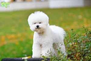 Mehr über den Artikel erfahren Bichon Frisé Züchter und Welpen in Midtjylland