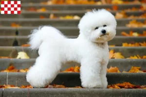 Mehr über den Artikel erfahren Bichon Frisé Züchter und Welpen in Nordbrabant