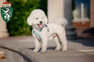 Mehr über den Artikel erfahren Bichon Frisé Züchter und Welpen in der Steiermark