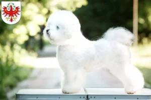 Mehr über den Artikel erfahren Bichon Frisé Züchter und Welpen in Tirol