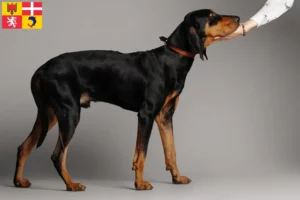 Mehr über den Artikel erfahren Black and Tan Coonhound Züchter und Welpen in Auvergne-Rhône-Alpes