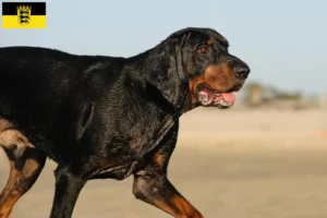 Mehr über den Artikel erfahren Black and Tan Coonhound Züchter und Welpen in Baden-Württemberg