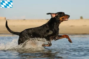 Mehr über den Artikel erfahren Black and Tan Coonhound Züchter und Welpen in Bayern