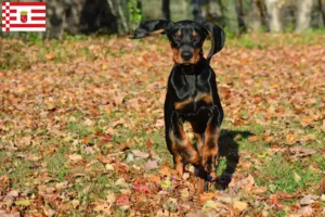 Mehr über den Artikel erfahren Black and Tan Coonhound Züchter und Welpen in Bremen