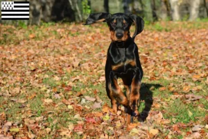 Mehr über den Artikel erfahren Black and Tan Coonhound Züchter und Welpen in der Bretagne